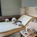 도그바게트 이미지