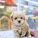 펫하임 네이버블로그