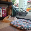 욜로오개 네이버블로그