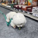 사랑방펫 이미지