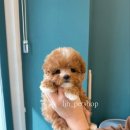 에코 켄넬 이미지