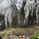 서대문 안산 벚꽃의 향연 이미지