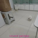 김해강아지분양두부네하루
