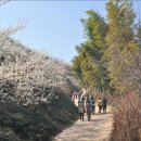 청매실농원 이미지