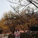 (주)송린 | 이천 산수유마을 개화 3.29 방문 현재상태 주차장 사진 꿀팁