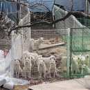 더 샵 동물메디컬센터 이미지