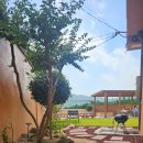 호화리안 이미지