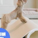 펫바이블 이미지