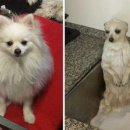 강아지삼촌 이미지