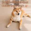 다온바이오 | 체중계가 루틴인 시바견, 강아지 다이어트 영양제 급여 기록