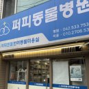 동물병원 퍼피하우스 | 대전 서구 애견미용 퍼피동물병원 말티즈 스파 미용 후기