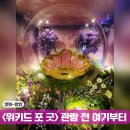 모여라 | 오지안 모여라! 위키드 포 굿 팝업 후기