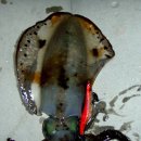 넙치민박 이미지