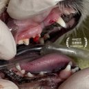 봉 동물병원 이미지