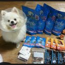 웰리스퍼피 이미지