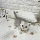 다온 입양센터 수원점 강아지분양 고양이분양 | 수원고양이무료분양 먼치킨