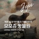 제주(jeju)거북이반점 | 온천하는 카피바라 먹이체험까지 제주 가볼만한곳 모모쥬