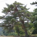 행곡2리(처진소나무옆) 이미지