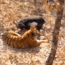 염소사육장 이미지