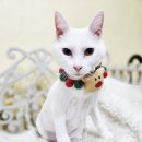 블링블링펫 이미지