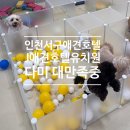 J 애견 미용 | 인천서구애견호텔 J애견유치원 후기｜커리큘럼부터 픽드랍까지 완벽했던 하루