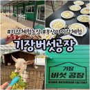 정관오리농장 | 부산 기장 정관 체험농장 기장버섯공장 후기 (표고버섯 수확+요리체험)