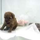 (주)아이펫 이미지