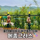 메종그라스 | 울진 마운틴뷰 애견동반 카페 불영계곡 메종그라스