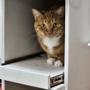 동물보육원 대전서구갈마지부 이미지