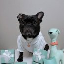 플라워펫 이미지