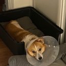 바로슬동물병원 | [반려동물] 웰시코기 인대파열 TPLO 수술 후기
