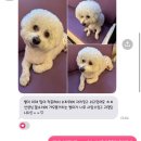 꿈꾸는개 이미지