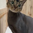 고양이 이발관 이미지