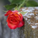 추억의 그림자 이미지