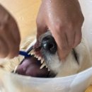 양주 온 동물병원 이미지