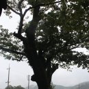 순천-36호 이미지