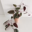 컬러리프 이미지