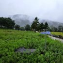 꽃강아지 | 자라섬 꽃페스타 주말 오픈런 강아지동반후기