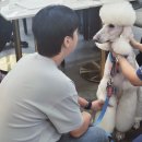 미용하는 훈련사 이미지