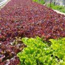 송씨네농장 이미지