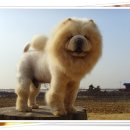 곰순이