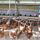 계용 축산 이미지