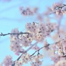 노대장수작은도서관 | 인천 대공원 벚꽃 축제 2탄: 주차 요금 할인 팁 &amp; 만의골 맛집 (편의시설 총정리)