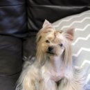 나나리펫하우스 이미지