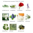 셀레늄스파 | 재구매 많은 인생템 젤루아 ~두피가 상쾌한 젤루아 오징어먹물 액티브샴푸,왕시원한 탈모방지 스켈프...