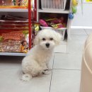 미니 앤 바니 애견샵 이미지