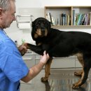 양천종합동물병원 이미지