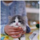 캣프렌즈 이미지