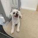 엘로이펫(L.ROYpet) 이미지