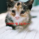 동양축산병원 티스토리